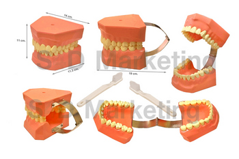  TM-051 ฟันจำลอง 32 ซี่ พร้อมแปรงสีฟัน   Image